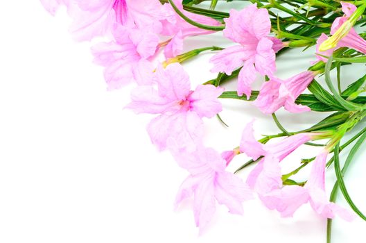 Beautiful pink flower, Ruellia squarrosa, isolated on a white background