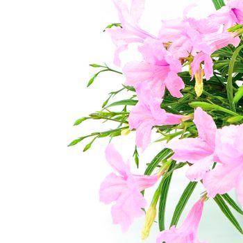 Beautiful pink flower, Ruellia squarrosa, isolated on a white background