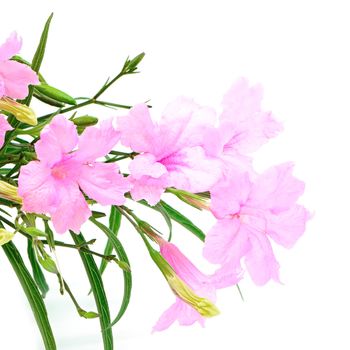 Beautiful pink flower, Ruellia squarrosa, isolated on a white background