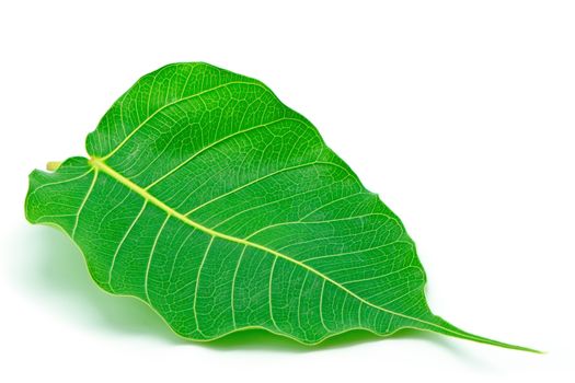 Sacred Fig leaf, isolated on a white background