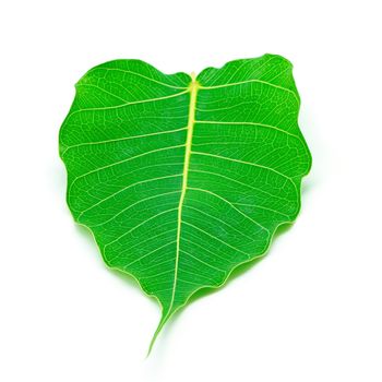 Sacred Fig leaf, isolated on a white background