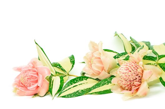 Pink Torch Ginger flower (Etlingera elatior), isolated on a white background