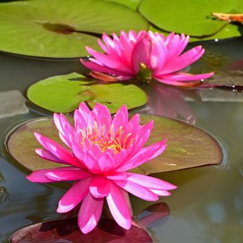 Beautiful pink waterlily in the pond