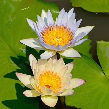 Beautiful yellow and purple waterlily in the pond