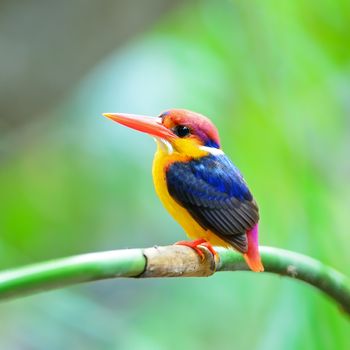 Colorful Kingfisher, male Black-backed Kingfisher (Ceyx erithacus), side profile