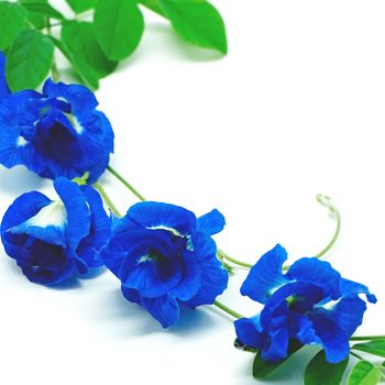 Colorful Blue Pea flower, isolated on a white background