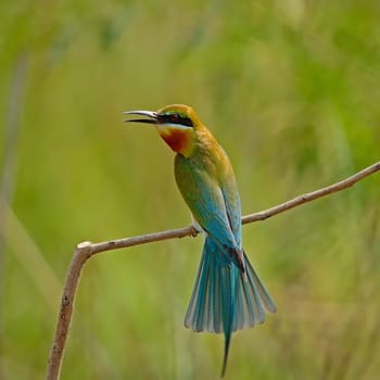 Colorful Blue-taied Bee-eater bird (Merops phillippinus), back profile