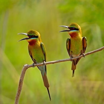 Colorful Blue-taied Bee-eater bird (Merops phillippinus), breast profile