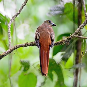 A female Orange-breasted Trogon Bird (Harpactes oreskios), back profile, taken on the feeding season