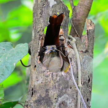 A female Orange-breasted Trogon Bird (Harpactes oreskios), in its nesting with Tiaratum