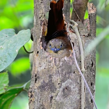 A female Orange-breasted Trogon Bird (Harpactes oreskios), in its nesting