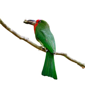 Colorful female Red-bearded Bee-eater bird (Nyctyornis amictus), standing on a branch, back profile, in the feeding season, isolated on a white background