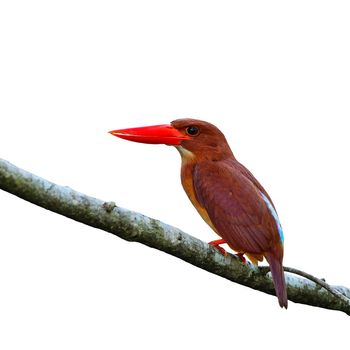 Colorful red Kingfisher, female Ruddy Kingfisher (Halcyon coromanda), standing on a branch, back profile, isolated on a white background