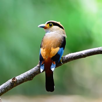 Colorful Broadbill bird, female Silver-breasted Broadbill (Serilophus lunatus),  back profile, with the green background