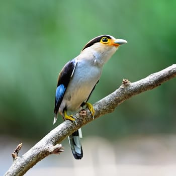 Colorful Broadbill bird, female Silver-breasted Broadbill (Serilophus lunatus),  breast profile, with the green background