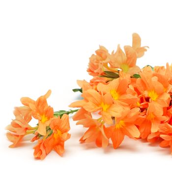 Orange Firecracker flower (Crossandra infundibuliformis), isolated on a white background