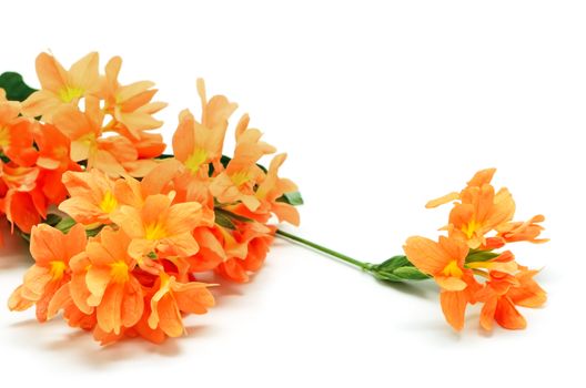 Beautiful orange Firecracker flower (Crossandra infundibuliformis), isolated on a white background