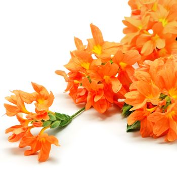 Colorful orange Firecracker flower (Crossandra infundibuliformis), isolated on a white background