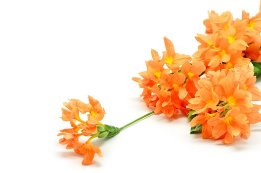 Blooming orange Firecracker flower (Crossandra infundibuliformis), isolated on a white background