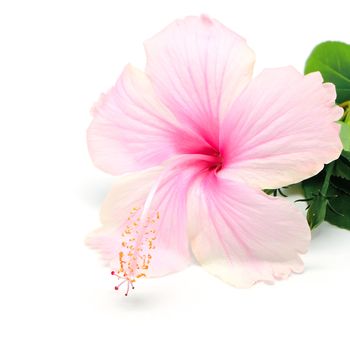 Pink Hibiscus flower isolated on a white bavkground