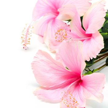 Beautiful pink Hibiscus flower isolated on a white bavkground