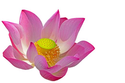 Beautiful pink lotus, isolated on a white background