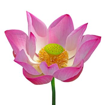 Closeup of colorful pink lotus, isolated on a white background