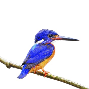Beautiful blue Kingfisher, male Blue-eared Kingfisher (Alcedo meninting), standing on a branch, side profile, isolated on a white background