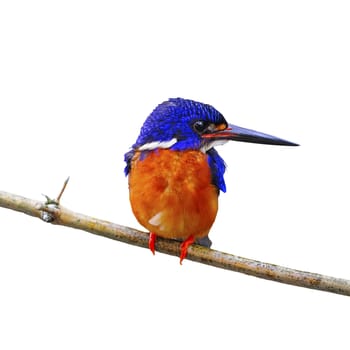 Beautiful blue Kingfisher, male Blue-eared Kingfisher (Alcedo meninting), standing on a branch, breast profile, isolated on a white background