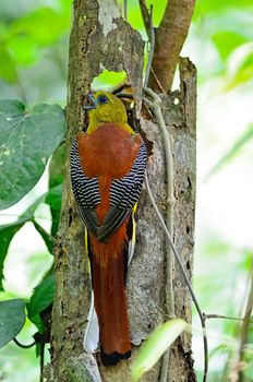 A male Orange-breasted Trogon Bird (Harpactes oreskios), back profile, taken on the feeding season