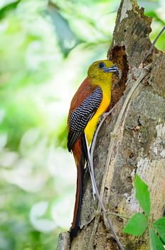 A male Orange-breasted Trogon Bird (Harpactes oreskios), side profile, taken on the feeding season