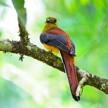 Beautiful male Orange-breasted Trogon Bird (Harpactes oreskios), back profile, taken on the feeding season