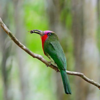 Beautiful male Red-bearded Bee-eater bird (Nyctyornis amictus), standing on a branch, in the feeding season