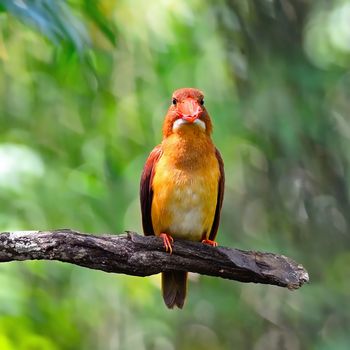 Colorful red Kingfisher, male Ruddy Kingfisher (Halcyon coromanda), on a branch, breast profile