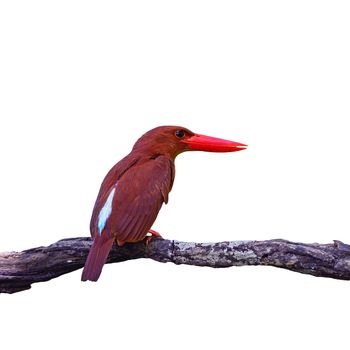 Colorful red Kingfisher, male Ruddy Kingfisher (Halcyon coromanda), on a branch, back profile, isolated on a white background