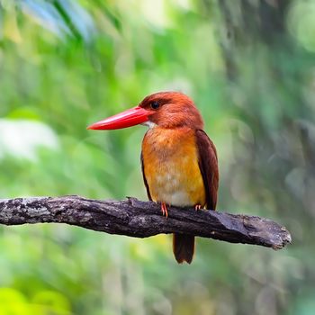 Colorful red Kingfisher, male Ruddy Kingfisher (Halcyon coromanda), sitting on a branch, breast profile