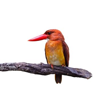 Colorful red Kingfisher, male Ruddy Kingfisher (Halcyon coromanda), sitting on a branch, breast profile