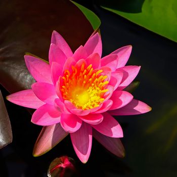 Colorful pink waterlily, on the pond