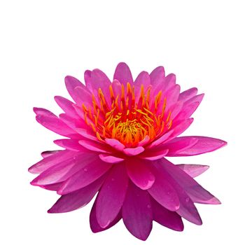 Beautiful of pink waterlily, isolated on a white background