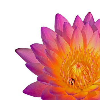 Closeup of pink waterlily. isolated on a white background