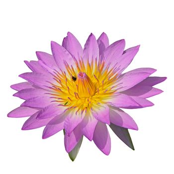 Closeup of purple waterlily, isolated on a white background