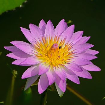 Closeup of purple waterlily