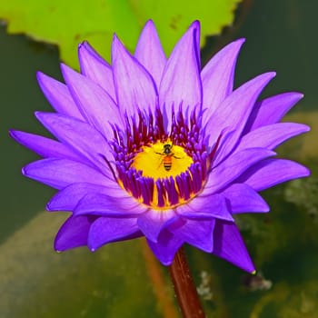 Blossom of colorful of purple waterlily, in the pond