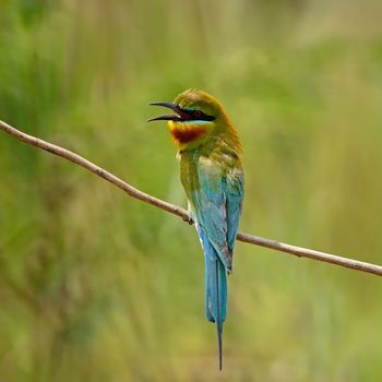 Beautiful Blue-taied Bee-eater bird (Merops phillippinus), back profile