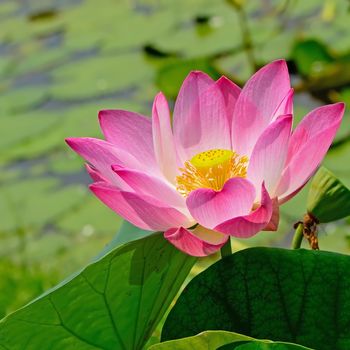 Blooming pink lotus in the cultivated field