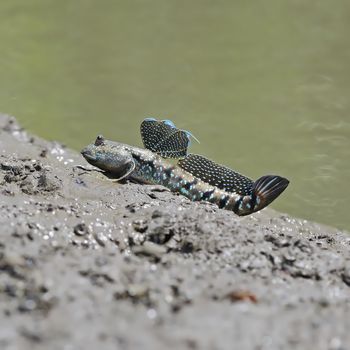 A little cute Mudskipper, Amphibious fish (Boleophthalmus boddarti), sitting on the ground shore