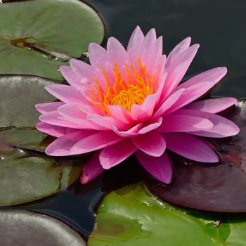 Pink waterlily