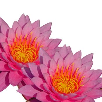 Closeup of beautiful pink waterlily, isolated on a white background