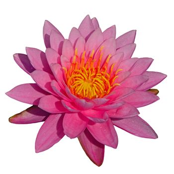 Closeup blooming of colorful pink waterlily, isolated on a white background