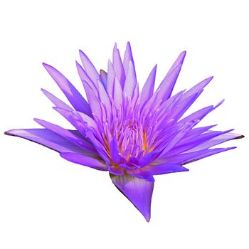 Colorful of purple waterlily, isolated on a white background